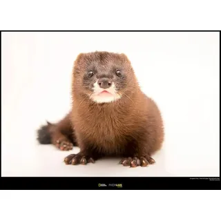 Komar National Geographic Wandbild | European Mink | Größe: 40 x 30 cm | ohne Rahmen | Poster, Fotographie, Tier, bedrohte Tierart, Tierbild, Kundstdruck, Porträt | WB-NG-042-40x30
