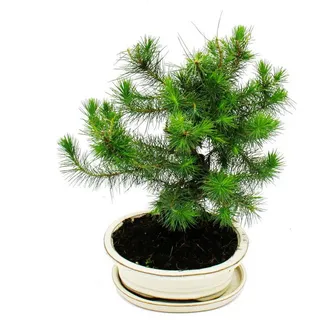 EXOTENHERZ Bonsai Pinus halepensis Aleppo-Kiefer ca. 9 Jahre alt