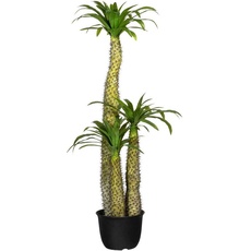 Bild Künstliche Zimmerpflanze »Madagaskarpalme Pachypodium«, grün