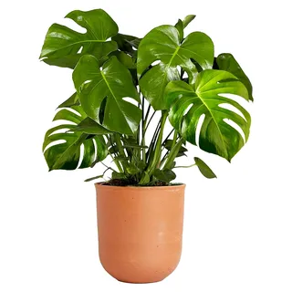 Zimmerpflanze im Topf 40-50 cm | Monstera Deliciosa