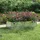Garten-Hochbeet 160 x 80 x 45 cm Silber