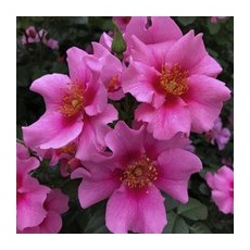 KORDES ROSEN Beetrose, Rosa »See You® in pink«, Blüte: rosa/pink, einfach