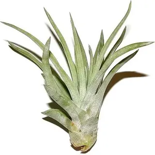 5 Stück Tillandsia sphaerocephala, Tillandsien für Terrarien, Aufsitzerpflanzen