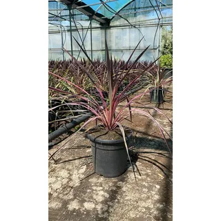 Cordyline australis Rosa Bicolore 70-80 cm - Grünpflanze - Keulenlilie