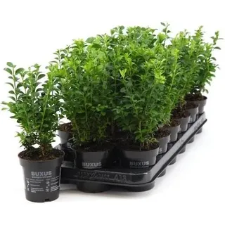 25x Buchsbaum Pflanzen 20-25 cm Buxus sempervirens Strauch immergrün Hecke Gartenpflanzen