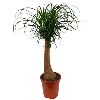 Elefantenfuß 80-100 cm Beaucarnea recurvata Flaschenbaum Wasserpalme Zimmerpflanze