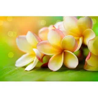 Papermoon Fototapete »Blumen«, bunt