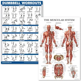 QUICKFIT Dumbell Workouts and Muscular System Anatomy Poster Set – laminiert 2 Diagramme Set – Kurzhantel Übung Routine & Muskel Anatomy Diagramm (laminiert, 45,7 x 68,6 cm)
