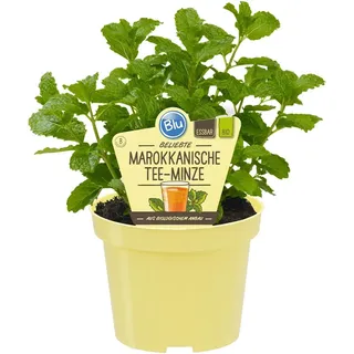 Blu Bio-Marokkanische Tee-Minze Topf-Ø ca. 12 cm Mentha