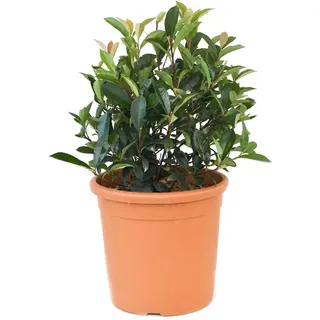 GROW by OBI Glanzmispel Carré Rouge ca. 25 cm Topf ca. 10 l Photinia fraseri