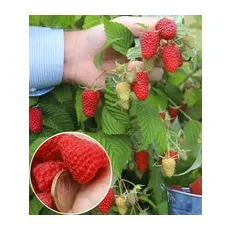 Riesenhimbeere Primeberry® Autumn Happy®