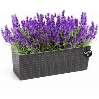 KONZEPT Hochwertige Blumenkasten Rattan-Optikin in Graphit, rechteckig 56 x 19 cm, Balkonkasten ideal fur Balkon, Terrasse, Fensterbank