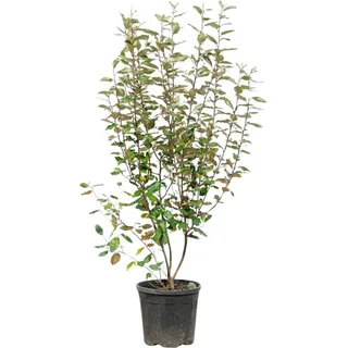 Wintergrüne Ölweide Set à 10 Stk. Höhe ca. 125-150cm Elaeagnus ebbingei