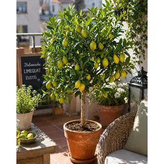 Italienische Limequat Eustis 70–100 cm – Citrus x floridana, winterharte Zitruspflanze, essbare Früchte, Kübelpflanze Terrasse Balkon