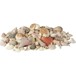 Relaxdays Muschel Deko im Set, XL-Mix mit großen Meeresschnecken, Herzmuscheln, maritime Tischdeko zum Basteln 2kg, bunt