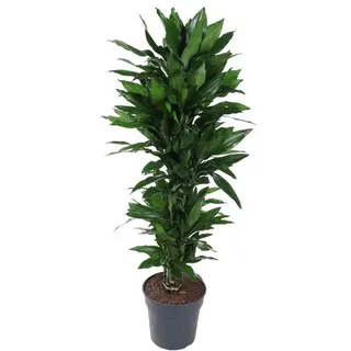 Dracaena Janet Lind Vertakt - 150 Cm - Ø31