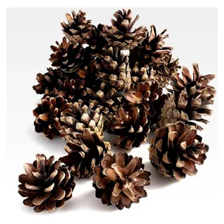 Kiefernzapfen - ca. 80 Stück | Füllmaterial für Insektenhotel | Tannenzapfen für Weihnachts- und Herbstdeko | Christbaumschmuck und Adventskranz Deko | Bastelmaterial