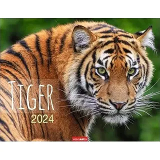 Tiger Kalender 2024. Die majestätischen Großkatzen in einem großen Wand-Kalender. Hochwertiger Fotokalender mit Porträts der verschiedenen Tigerarten. 44x34 cm Querformat