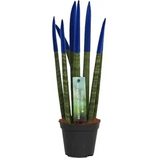 Sansevieria Cylindrica Straight -Spaghetti VELVET TOUCHZ®- 15-20 cm Bogenhanf Zimmerpflanze (Blau) - Blau
