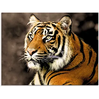 Artland Glasbild "Tiger sepia" Wildtiere 1 Stk. tlg. in verschiedenen Größen, farbe bild(er): natur