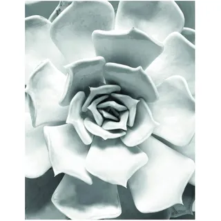 Komar Wandbild | Succulent Closeup | Poster, Bild, Wohnzimmer, Schlafzimmer, Dekoration, Kunstdruck | ohne Rahmen | P049C-40x50 | Größe: 40 x 50 cm (Breite x Höhe)
