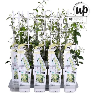 Trachelospermum jasminoides 60-70 cm Toskanischer Sternjasmin