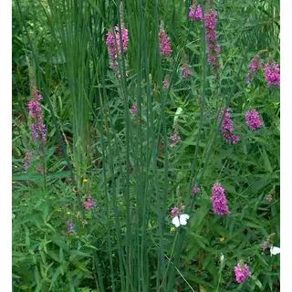 3 getopfte Teichpflanzen für die Uferbepflanzung