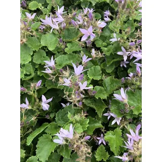 6 x Campanula posch. 'Lisduggan Var.' - Glockenblume im 9x9 cm Topf