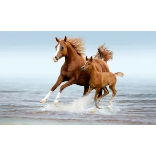 Papermoon "PFERDE IM GALOPP-ARABISCHE STUTE MIT FOHLEN TIER STRAND", bunt,