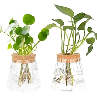 MJFENDAI 2 Stück Hydrokultur Pflanzen Terrarium, Vintage Kleine Vasen für Tischdeko, Glasvase Propagation Station Kugelvase für Plant Blumen Zimmerpflanzen Pflanze Hydrokultur