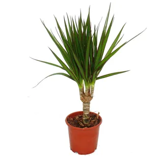 Drachenbaum - Dracaena marginata - 3 Pflanze - pflegeleichte Zimmerpflanze - Palme - Grün