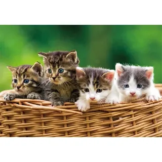 3 D Platzset Katzen, 2erSet, Tischset, Tier Tiere, Katze Kätzchen Haustiere