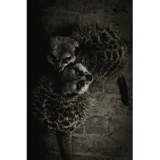 Aluminiumbild , Schwarz, Weiß , Metall, Kunststoff , 98x148 cm , einfache und schnelle Anbringung , Bilder & Rahmen, Bilder, Aluminium-Bilder