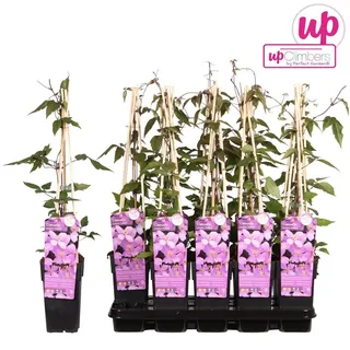 Hello Plants Clematis Montana Var. Rubens Waldrebe Kletterpflanze - Ø 15 cm - Höhe: 65 cm