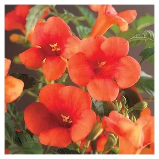 Rote Kletter-Trompetenblume ca. 200 cm - Campsis radicans Kletterpflanze