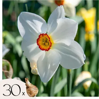 Narzissenzwiebeln - 30 Stk - Narcissus 'Recurvus' - Blumenzwiebeln - Weiß - Weiß