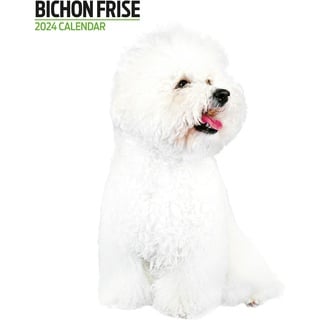 Bichon Frise Moderner Kalender 2024