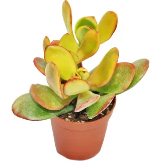 Crassula portulacea "Sunset" - mittelgrosse Pflanze im 8,5cm Top