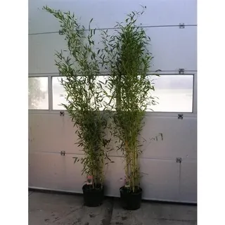 Phyllostachys aureosulcata 'Spectabilis' Topf C5-5 Liter ca. 125-150 cm - Zick Zack Bambus