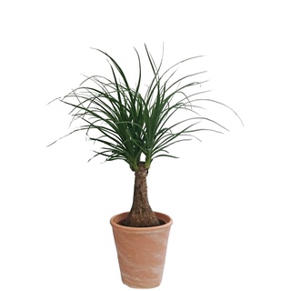 Dominik Blumen und Pflanzen, Elefantenfuß, Beaucarnea recurvata (Syn. Dracena nolina), 1 Pflanze, circa 30 cm, 10,5 cm Topf, 1 Pflanze und Dekotopf terracotta, Zimmerpflanzen, Kübelpflanzen