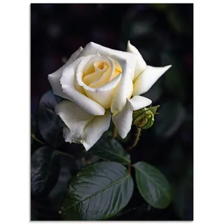 Artland Glasbild »Weiß-gelbe Rose« Blumen 1 Stk. tlg. in verschiedenen Größen, beige