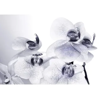 AG Design FTS 1306 Orchidee, Papier Fototapete - 360x254 cm - 4 teile, Papier, multicolor, 0,1 x 360 x 254 cm