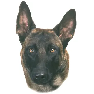 Nobby Nobby, Sticker, Aufkleber Malinois