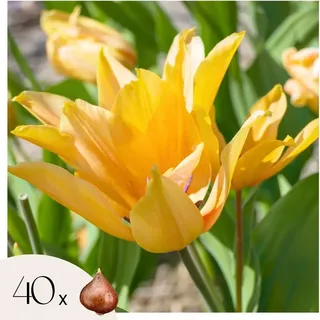 Tulpenzwiebeln - 40 Stk - Tulipa 'Prastants Shogun' - Blumenzwiebeln - Orange - Orange