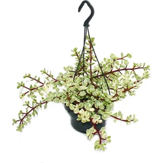 Zimmerpflanze zum Hängen - Portulacaria afra var. - Jadebaum 14cm Ampel