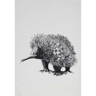 MAXWELL & WILLIAMS Geschirrtuch Echidna 100% indische Baumwolle weiß 50x70 cm