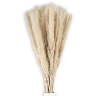 Intirilife Pampasgras Trockenblumen 30 Stück , Naturmaterialen , 5 cm , Dekoration, Blumen & Blumentöpfe, Kunstpflanzen