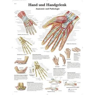 3B Scientific – Laminierte Hand & Handgelenk Tafel – Anatomie & Pathologie – UV- & Staubgeschütztes Poster für Studium, Lehre & Kliniken