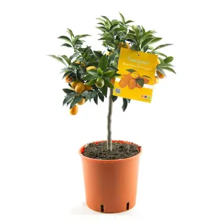 Kumquat Fortunella margarita Citrus Zitrus 80 cm Zitruspflanze