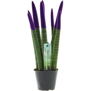 Sansevieria Cylindrica Straight -Spaghetti VELVET TOUCHZ®- 15-20 cm Bogenhanf Zimmerpflanze (Lila) - Lila